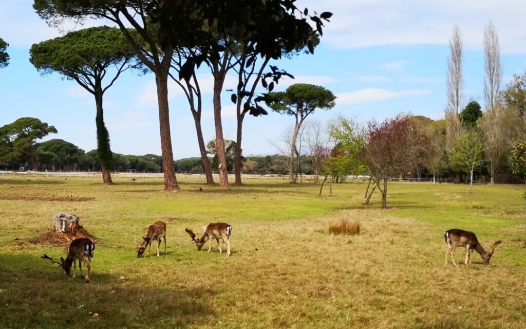 Parco Naturale di Migliarino, San Rossore e Massaciuccoli