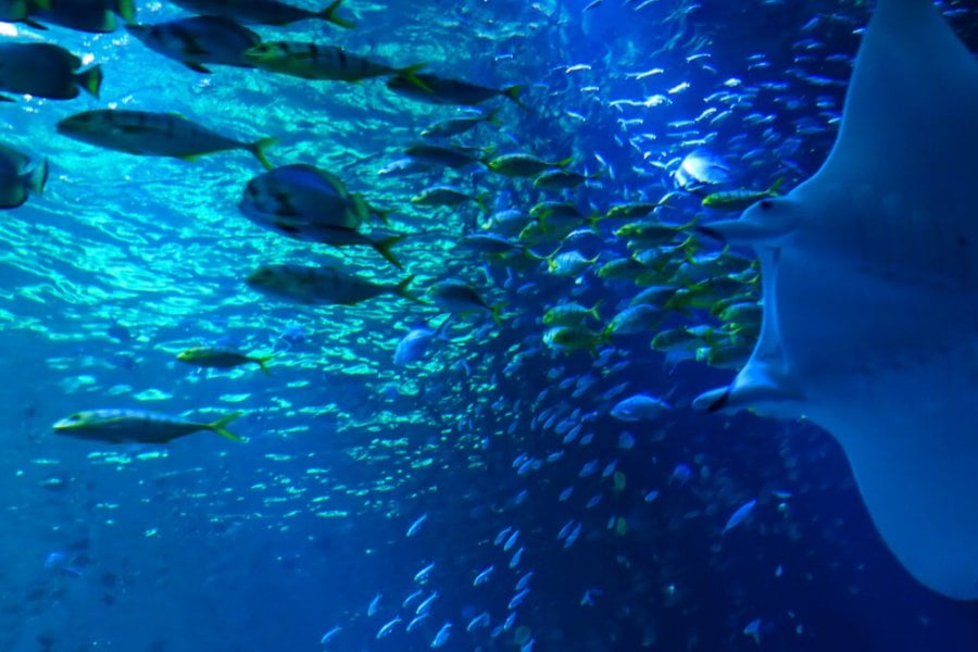 Conseils et astuces pour organiser votre journée à Nausicaa Centre National De La Mer en 2025
