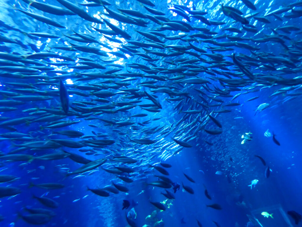 Visite du plus grand aquarium d'Europe - Nausica, Centre National de la Mer