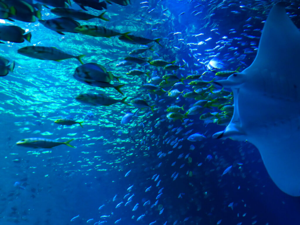 Conseils et astuces pour organiser votre journée à Nausicaa Centre National De La Mer