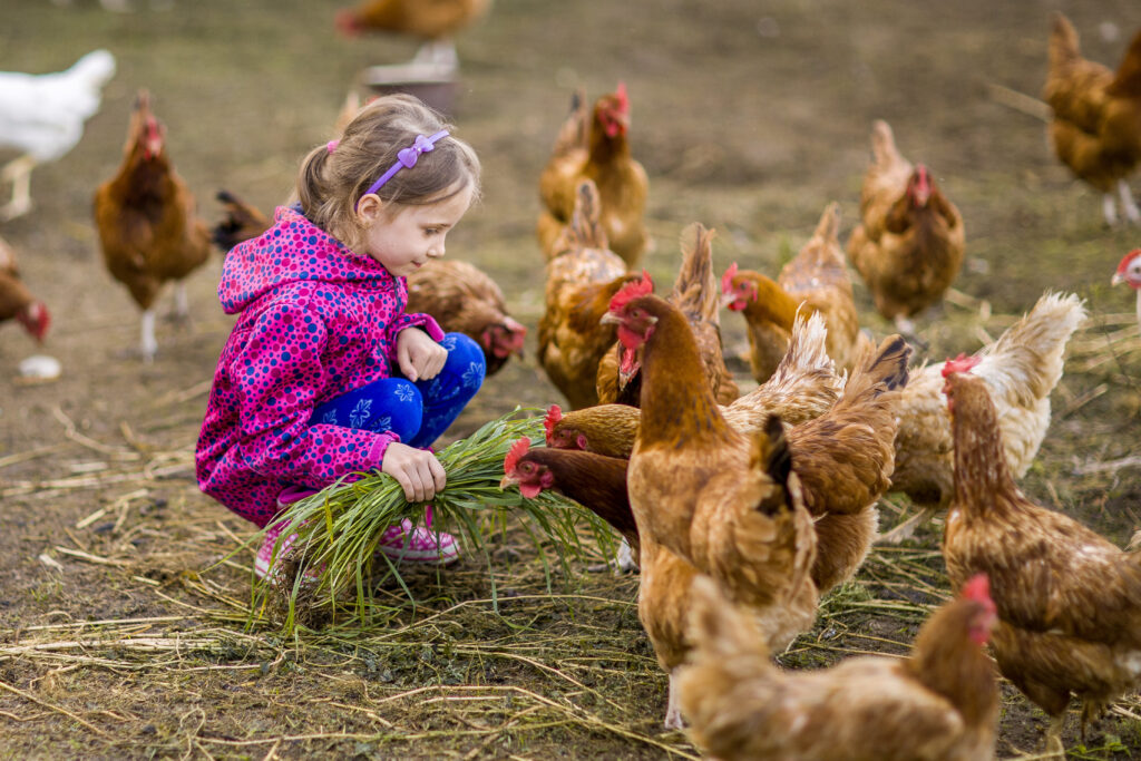 Petite fille avec des poules