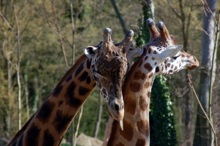 Conseils et astuces pour organiser votre journée au Zoo d'Amnéville en 2025