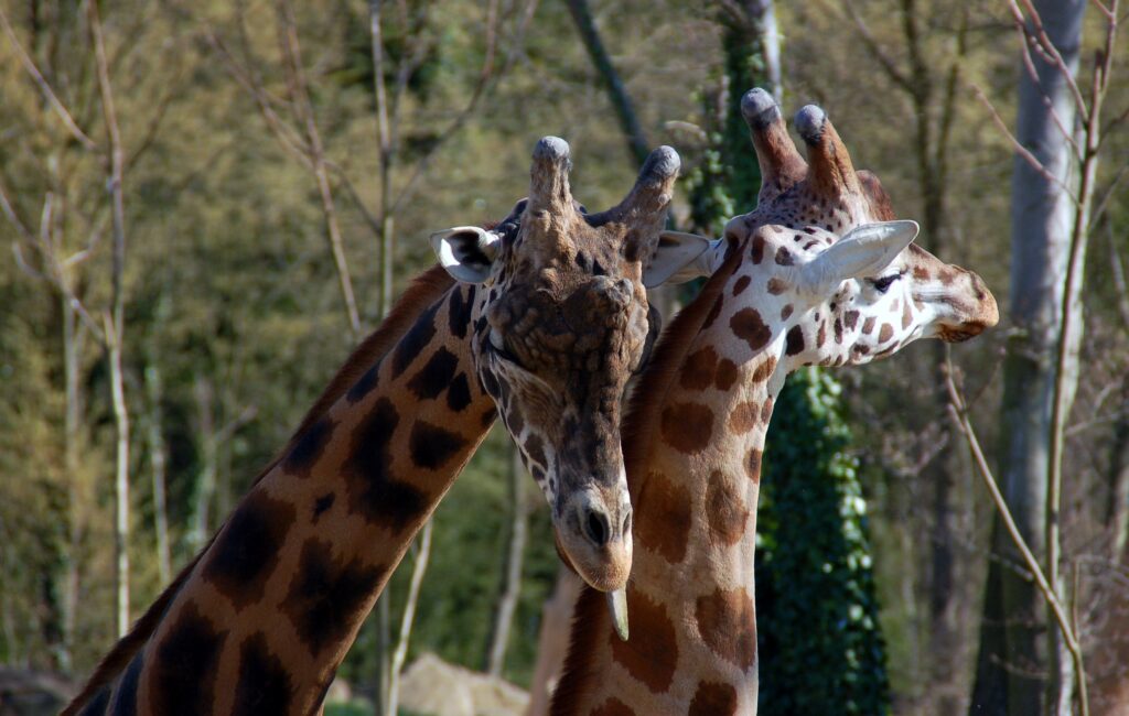 Couple de girafes