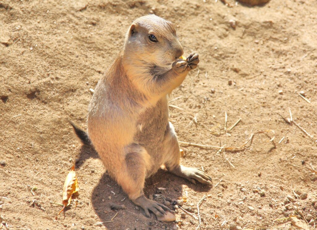 Chien de prairie qui mange