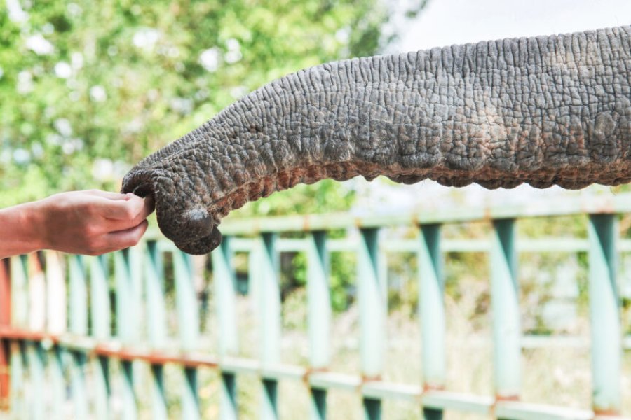 Maltraitance animale : ces activités touristiques que vous devez éviter