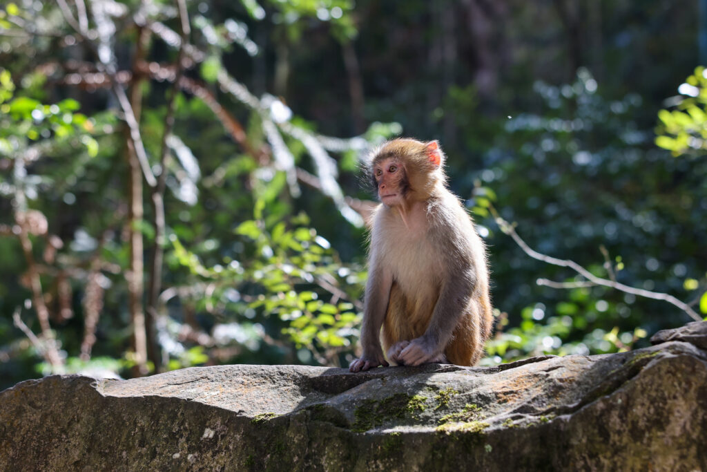 Macaque