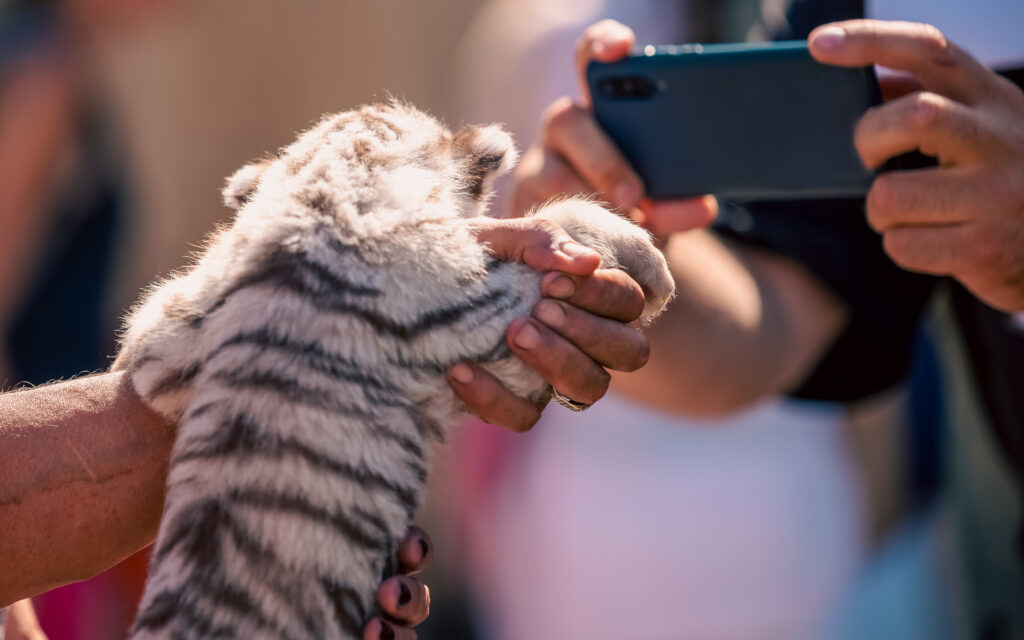 Maltraitance animal activités touristiques