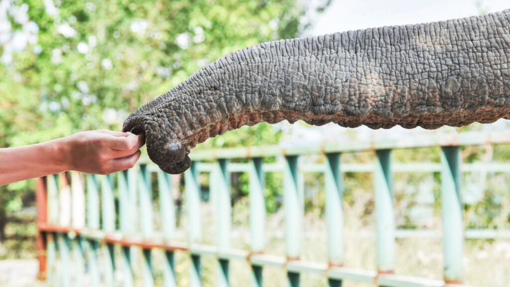 Maltraitance animale activités touristiques
