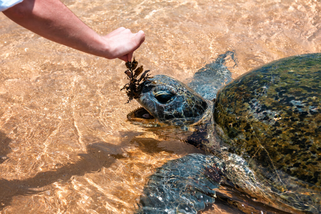 Homme nourissant une tortue de mer