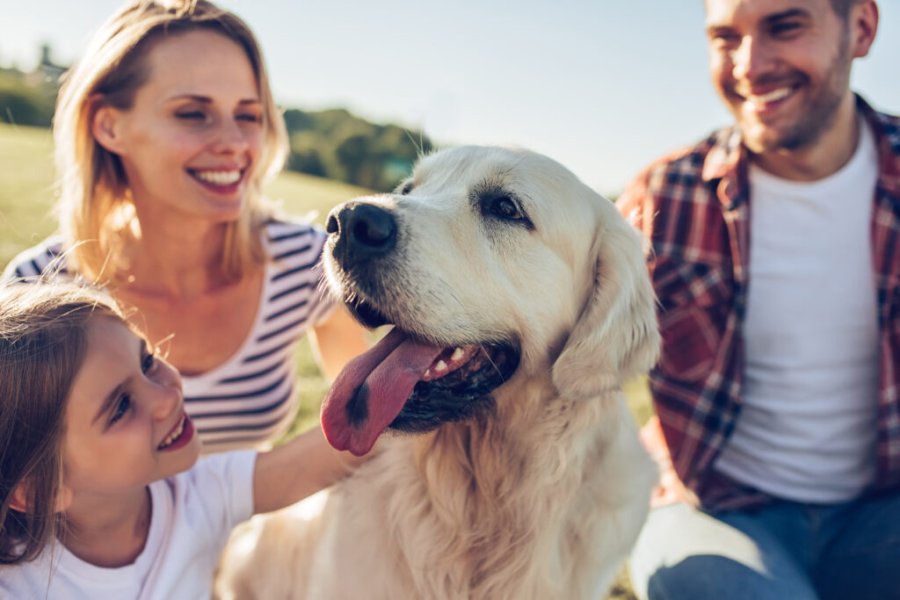 Top 10 des destinations où partir en vacances avec son chien en 2025