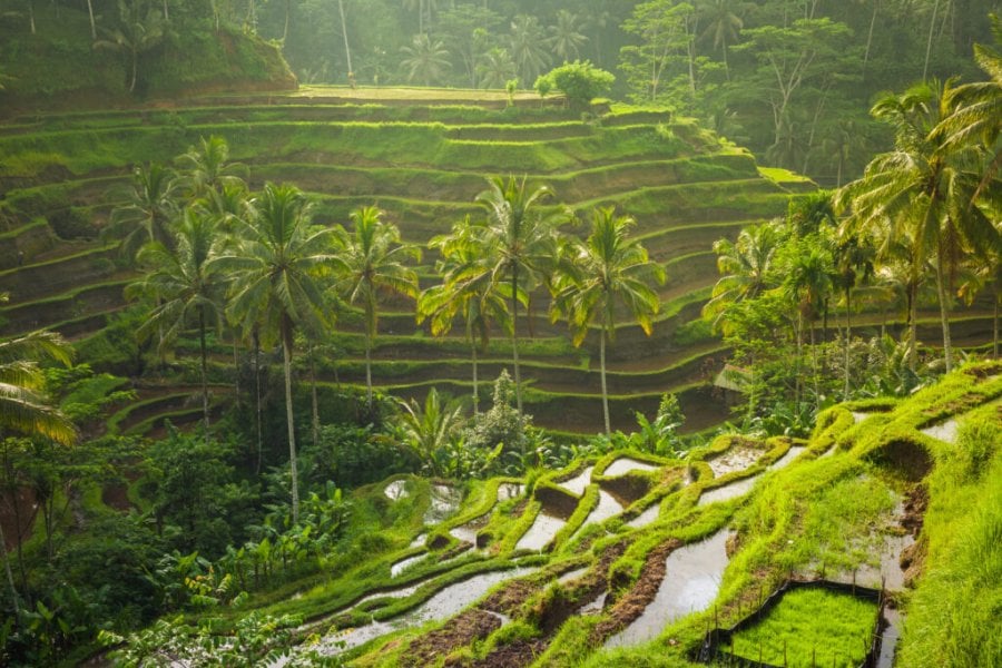 Was kann man in Ubud und Umgebung unternehmen und besichtigen? Die 15 unumgänglichen in 2025