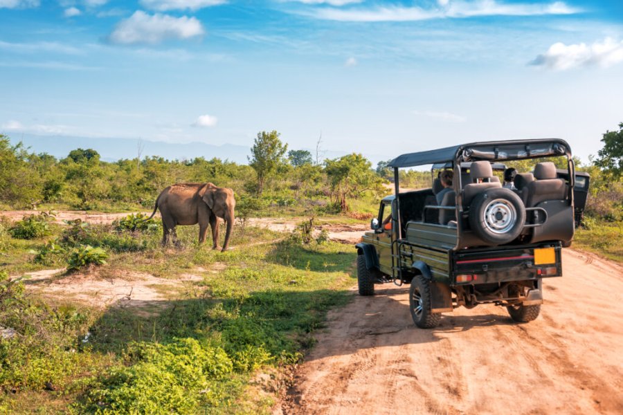Wohin soll man reisen, um wilde Tiere zu sehen in 2025? Die besten Reiseziele