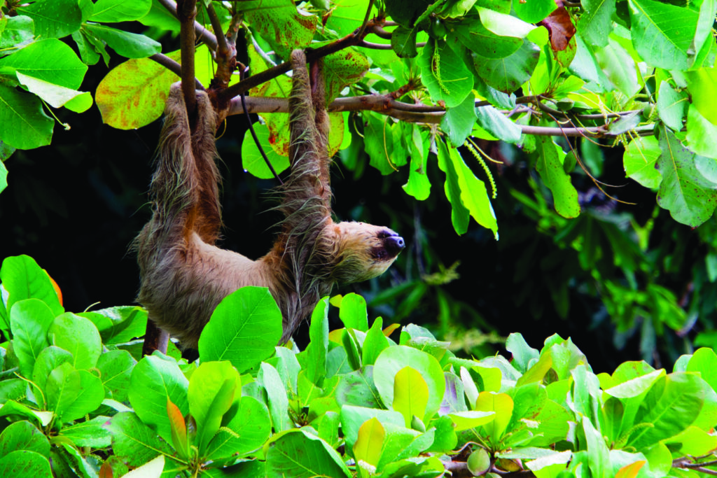 Le paresseux à gorge brune.