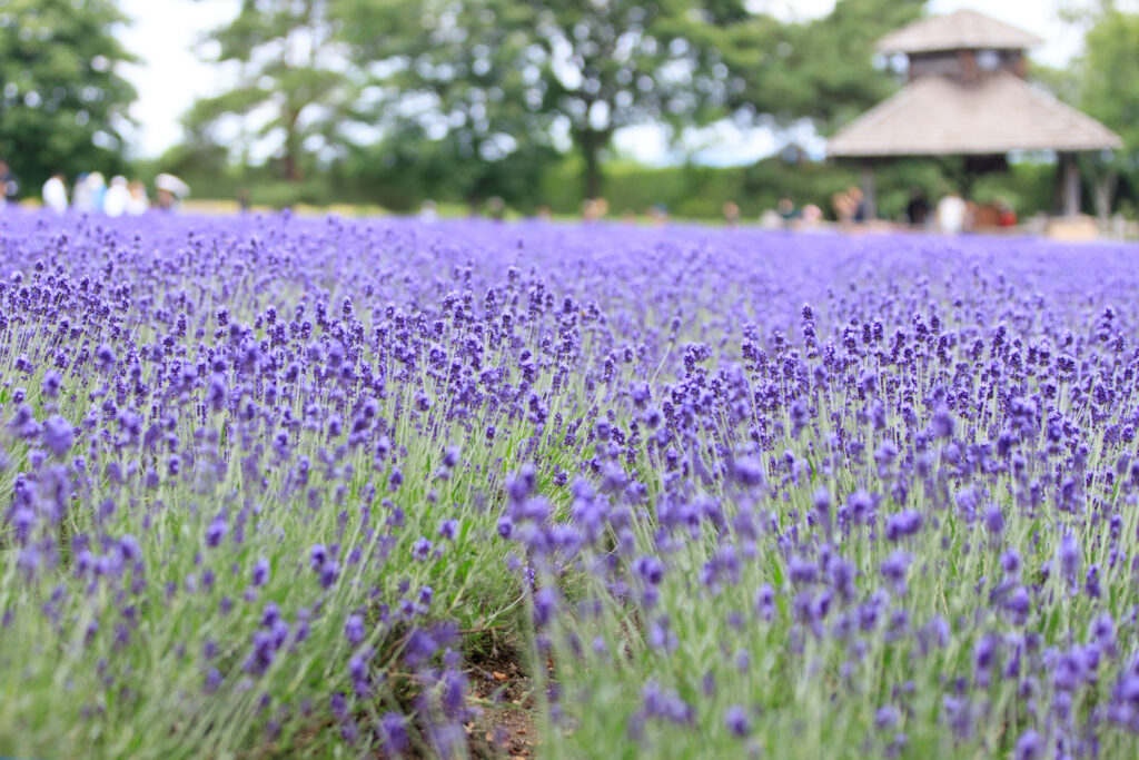 Admirer les champs de fleurs de Furano