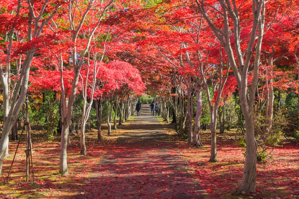 Sapporo, Hokkaido