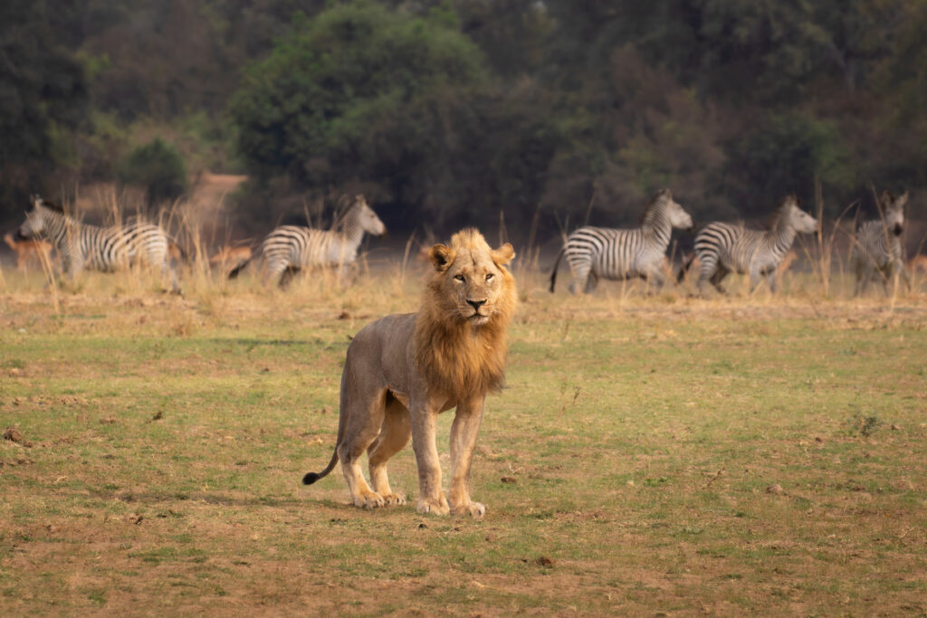 Lion dans La réserve naturelle de South Luangwa