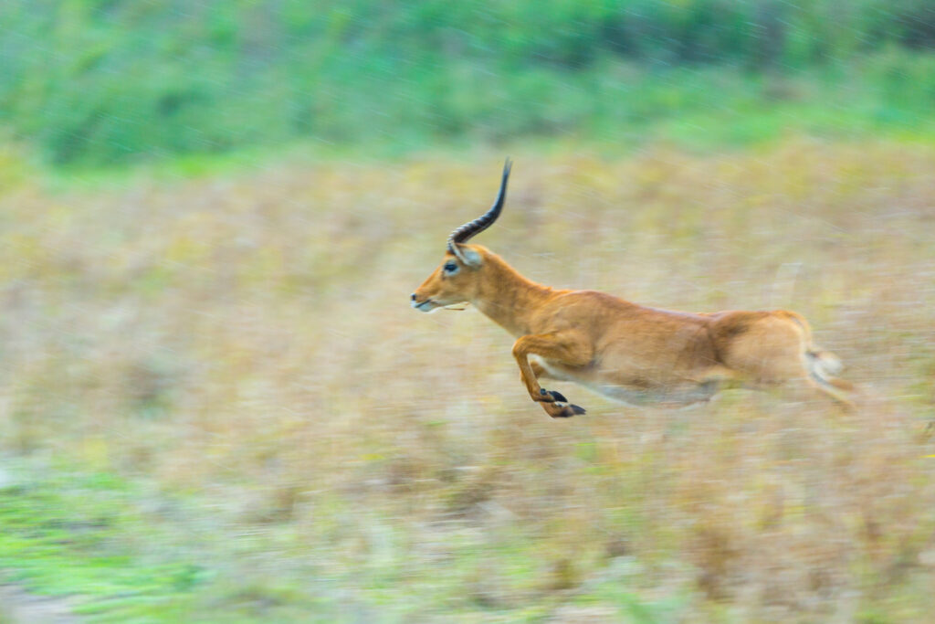 Antilope au Kasanka National Park