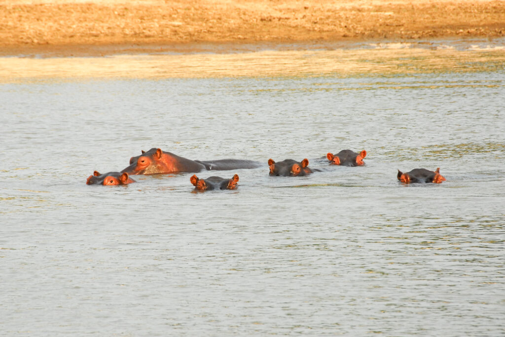 Hippopotames au North Luangwa National Park