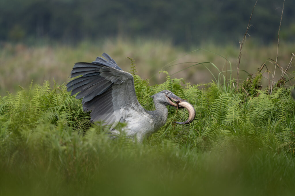La star du site, le shoebill