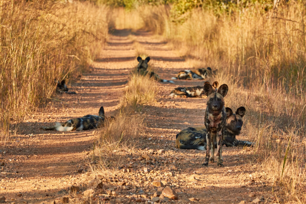 Chiens sauvages dans le le parc national de Kafue 
