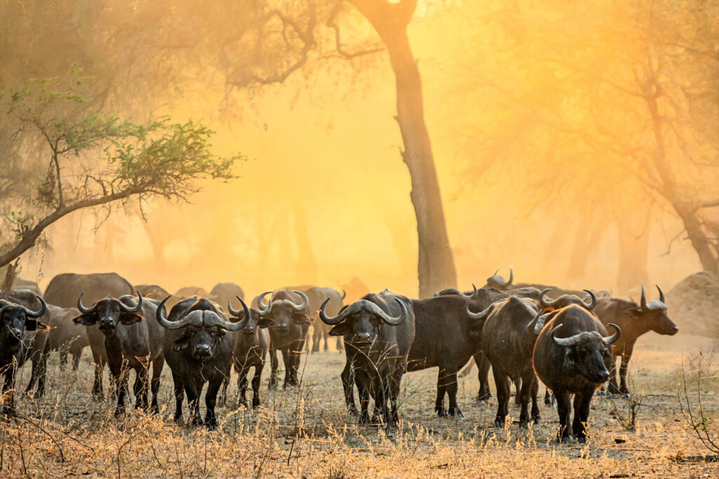 Buffles au Lower Zambezi National Park