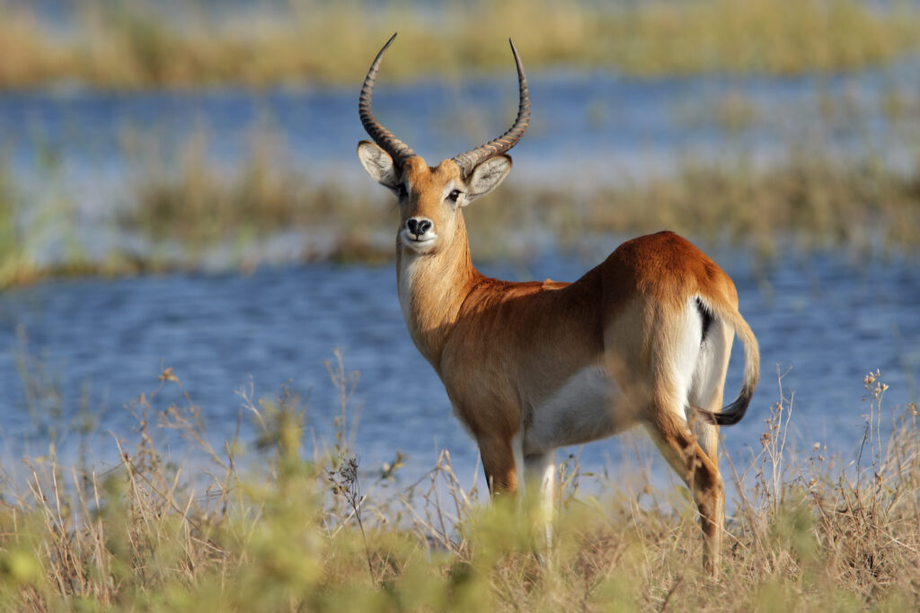 Antilope Kobs lechwe de Kafue