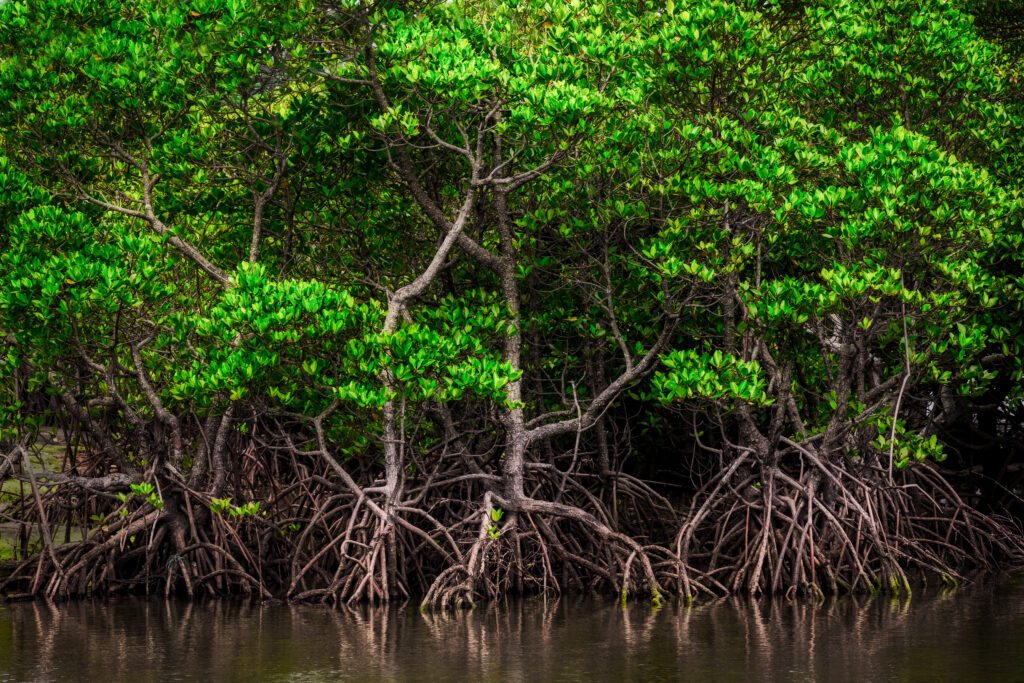 Mangrove