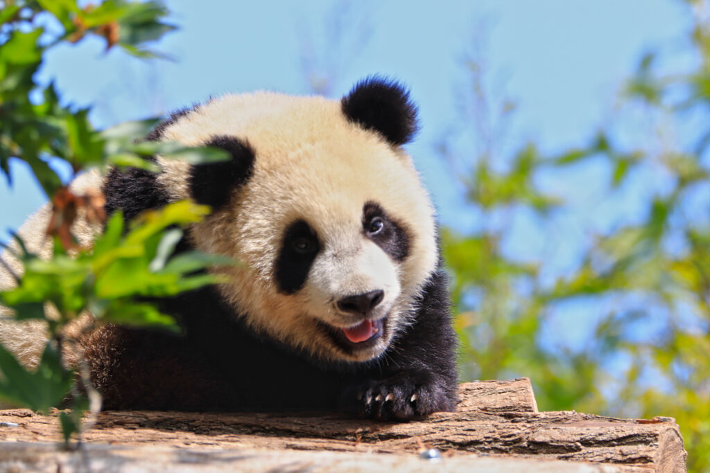 Panda au Zoo Pairi Daiza