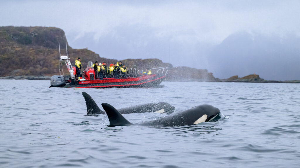 Sortie en mer pour observer les baleines
