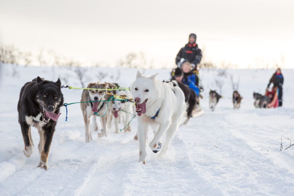 Balade en chiens de traîneau