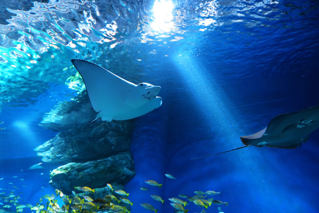 Raies manta plongée Thaïlande