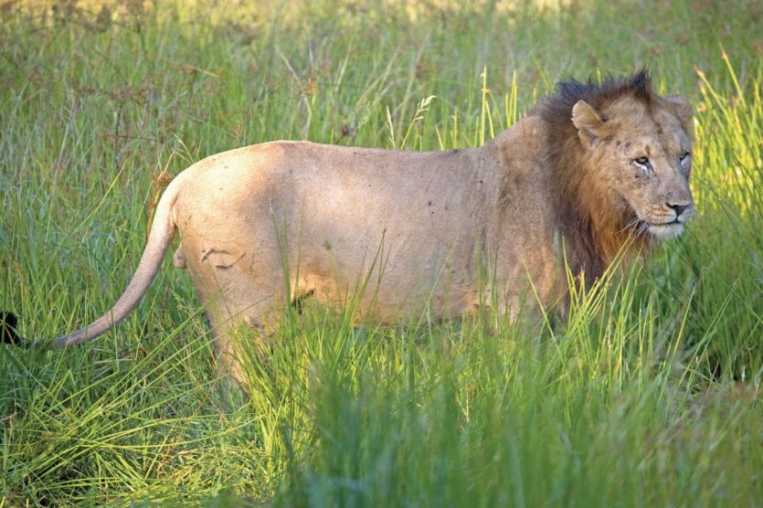 pays Zoulou, réserve privée, lion à l'affut - © Tom Pepeira - Iconotec