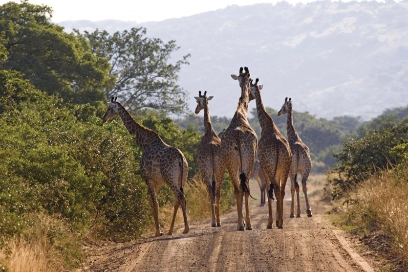 Pays zoulou, girafes - © Tom Pepeira - Iconotec