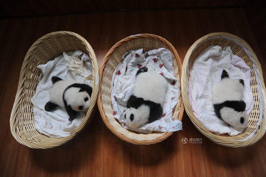 L'une des photos de la présentation officielle des bébés pandas.