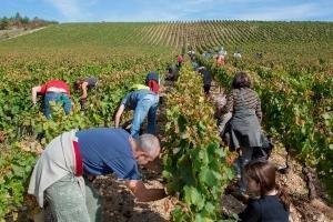 - © Vendanges citoyennes Dijon
