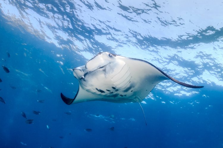 Raie manta. - © Richard Whitcombe / Shutterstock.com