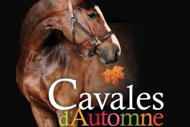 A cheval !