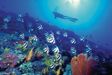 Plongeur dans les fonds marins.