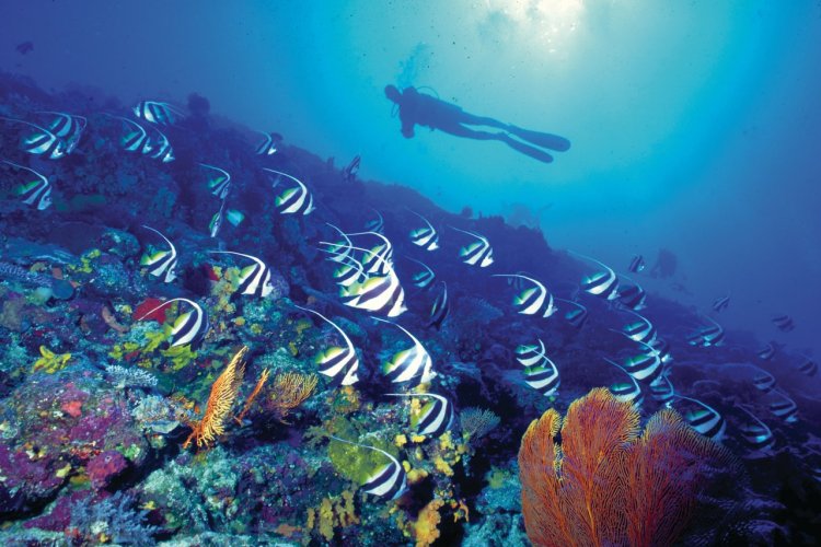 Plongeur dans les fonds marins. - © Tourism Fiji
