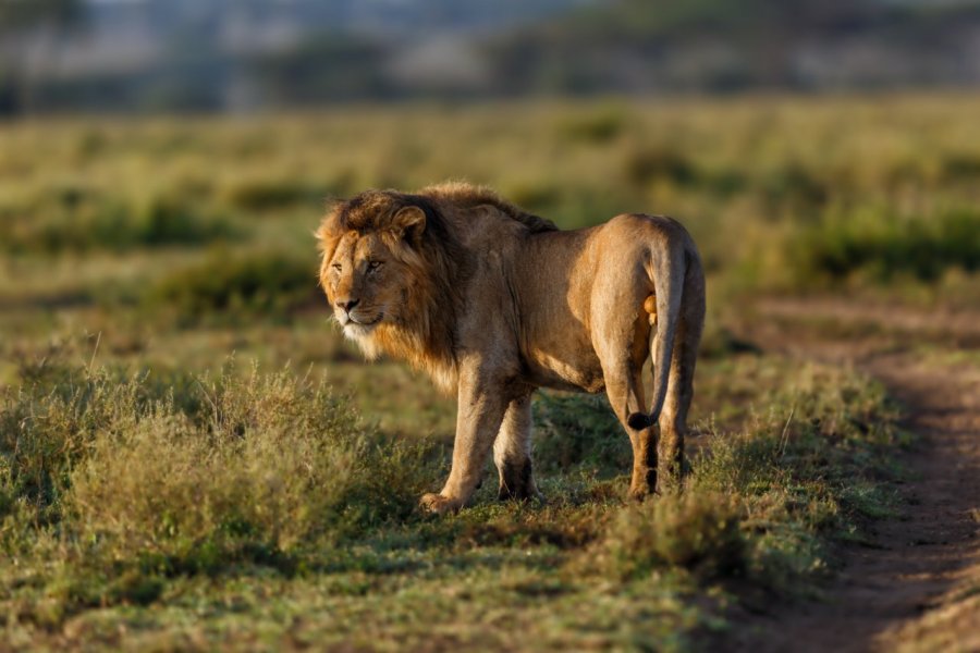 La Tanzanie, version safari