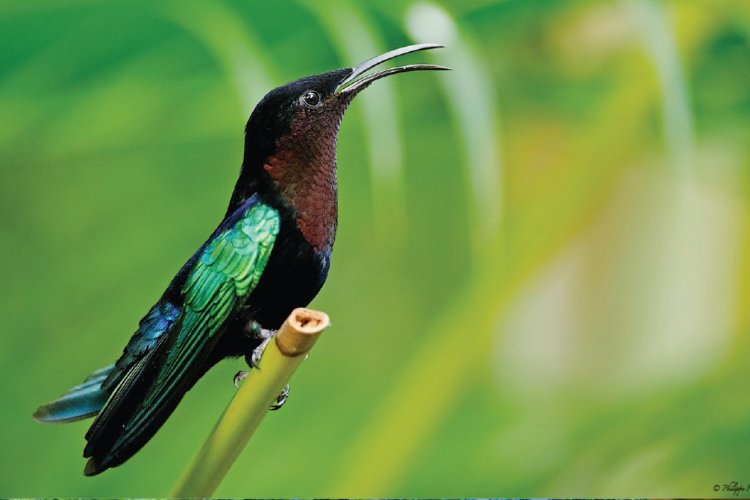 - © Au jardin des colibris
