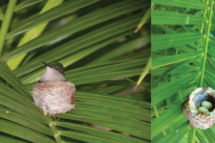- © Au jardin des colibris
