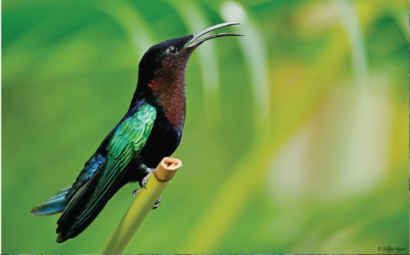- © Au jardin des colibris