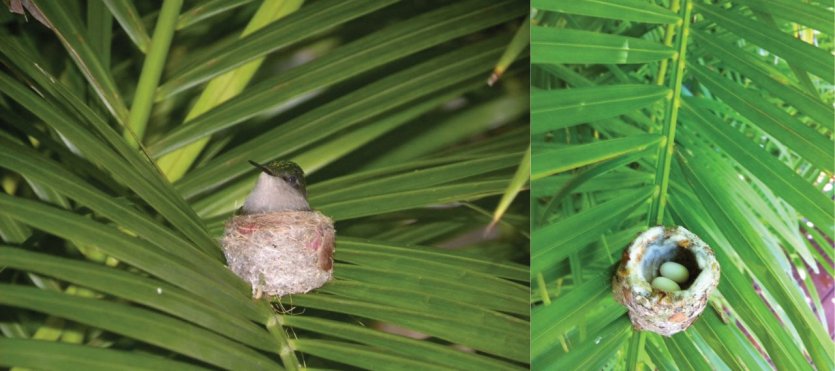 - © Au jardin des colibris