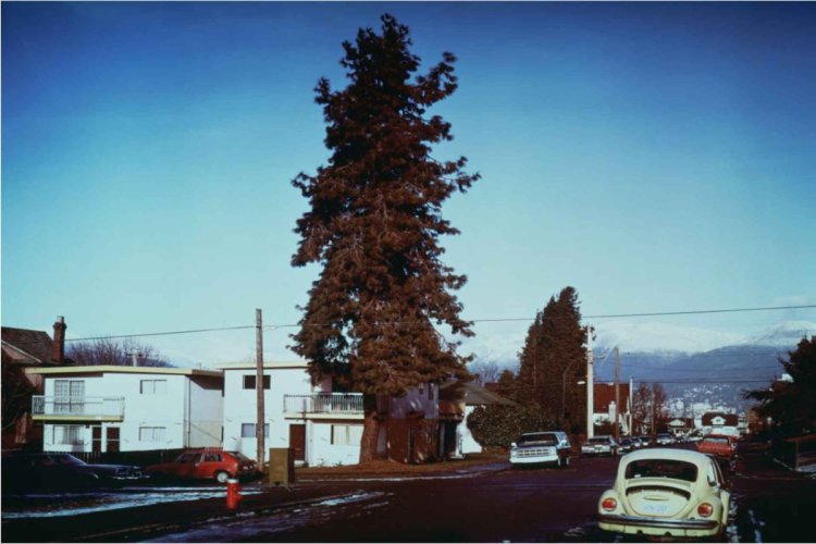 JEFF WALL, The Pine on the corner, 1990, JPMorgan. - © Chase Art Collection, Courtesy of the Artist and Marian Goodman Gallery.