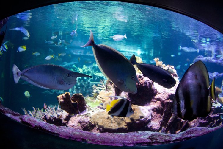 - © La Cité de la Mer
