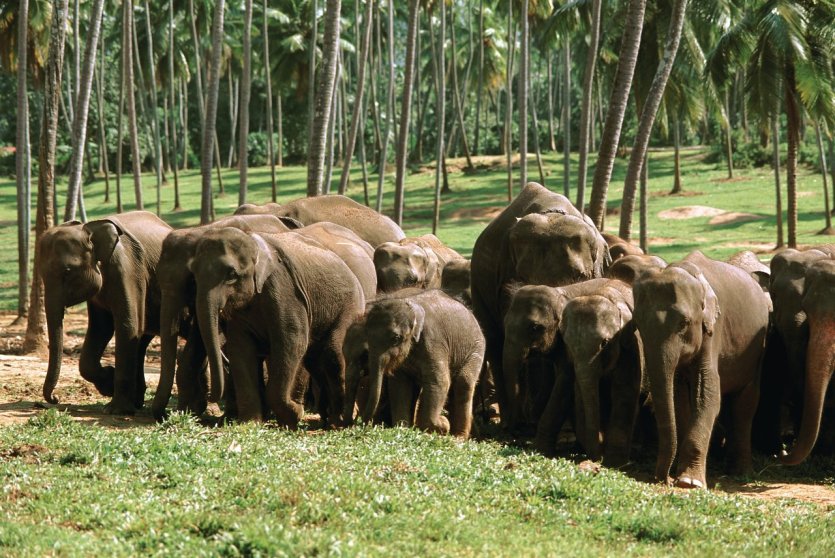Orphelinat des éléphants - © Author's Image