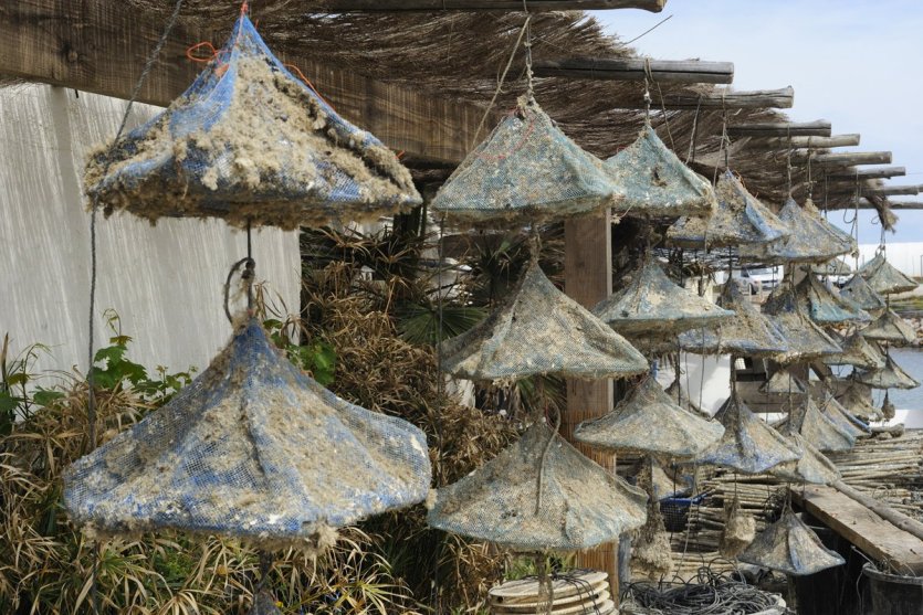 Cabanes à huîtres de Leucate - © D.R.