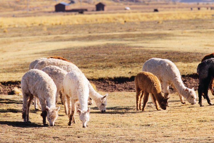 Les alpagas se sont bien acclimatés au climat péruvien. - © Author's Image
