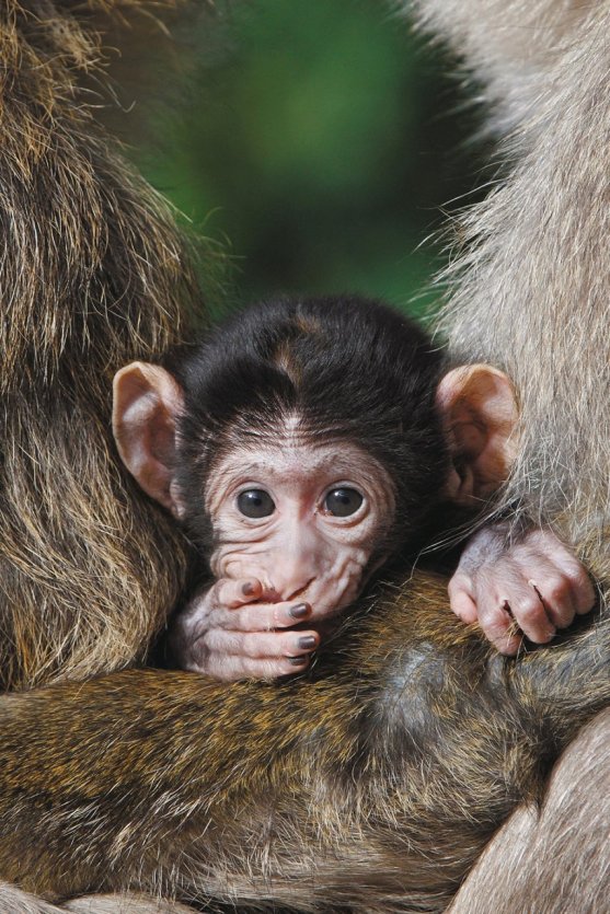 - © Montagne des singes